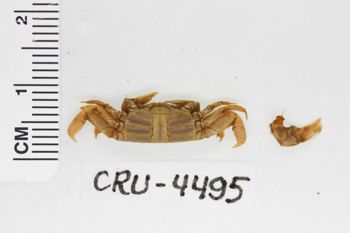 Media type: image;   Invertebrate Zoology CRU-4495 Description: Preserved specimen.;